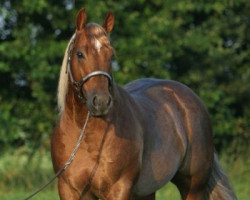 Deckhengst Spook N Tari (Quarter Horse, 1999, von Grays Starlight)