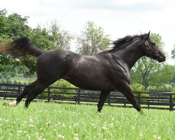 Deckhengst Take Charge Indy xx (Englisches Vollblut, 2009, von A. P. Indy xx)