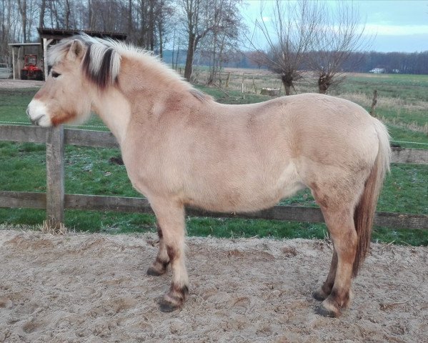 horse Belinda (Fjord Horse, 2005, from Vlin)