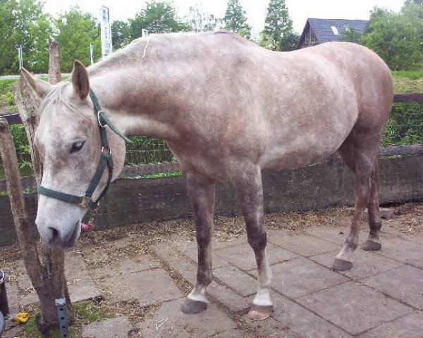 Pferd Shakrimh ox (Vollblutaraber, 2001, von Krimh ox)