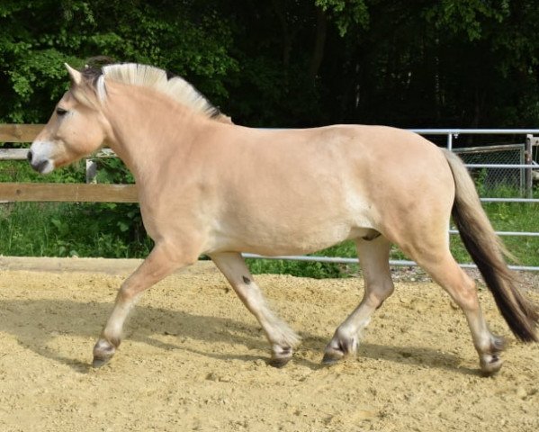 horse Rune vom Quellental (Fjord Horse, 2013, from Resen N.2673)