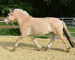 horse Rune vom Quellental (Fjord Horse, 2013, from Resen N.2673)