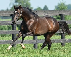 stallion Always Dreaming xx (Thoroughbred, 2014, from Bodemeister xx)