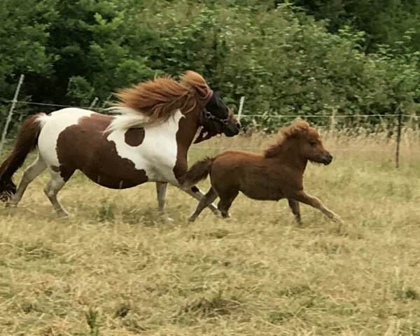 Zuchtstute Gilda (Dt.Part-bred Shetland Pony, 2010, von Flashdancer)