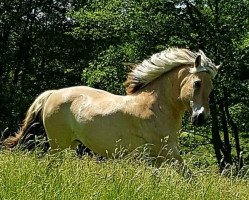 Pferd Ibikus (Fjordpferd, 2002, von Isidor)