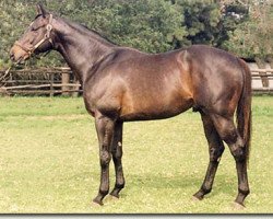 stallion Al Mufti xx (Thoroughbred, 1985, from Roberto xx)