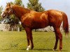 stallion Presto Lad xx (Thoroughbred, 1979, from Nijinsky xx)