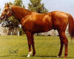 stallion Presto Lad xx (Thoroughbred, 1979, from Nijinsky xx)