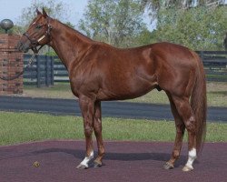 stallion Mr. Sekiguchi xx (Thoroughbred, 2003, from Storm Cat xx)