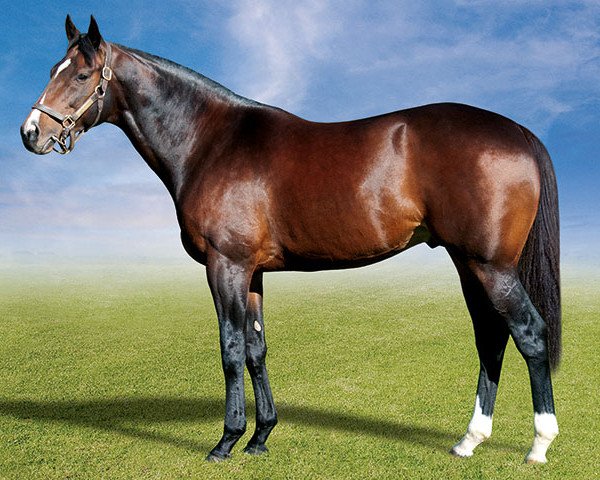 stallion Mambo In Seattle xx (Thoroughbred, 2005, from Kingmambo xx)