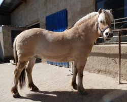 horse Indigo (Fjord Horse, 2009, from Ismo)