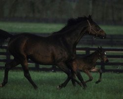 broodmare Weekend In Seattle xx (Thoroughbred, 1993, from Seattle Slew xx)