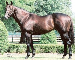 stallion Tiger Ridge xx (Thoroughbred, 1996, from Storm Cat xx)