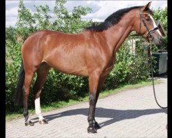 Springpferd Lani-Malou (Ungarisches Warmblut, 2012, von Kalimeris d'Ariel)