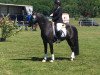 stallion Holsteins Highlight (German Riding Pony, 2013, from Holsteins Herold)