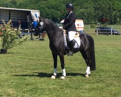 stallion Holsteins Highlight (German Riding Pony, 2013, from Holsteins Herold)