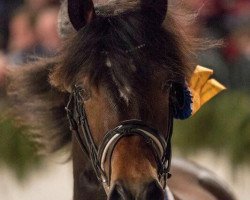 Deckhengst Holsteins Namur (Welsh-Cob (Sek. D), 2015, von Nock Out)