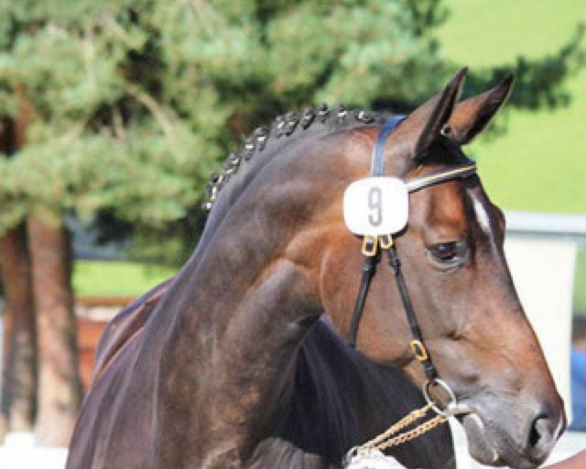 broodmare Rubi Songnight CH (Swiss Warmblood, 2001, from Sandro Song)
