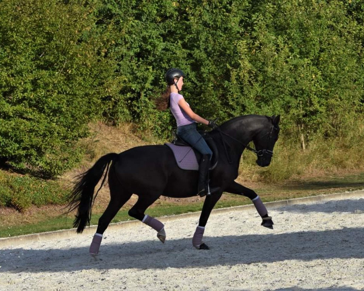 Dressurpferd Diva d'Amour (Oldenburger, 2010, von San Amour I)