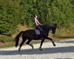 dressage horse Diva d'Amour (Oldenburg, 2010, from San Amour I)