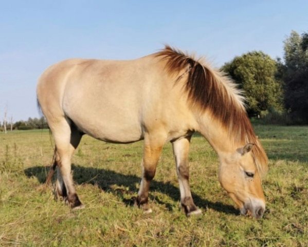 horse Minero (Fjord Horse, 2016, from Marlon)