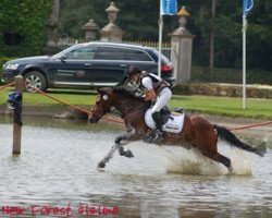 horse Nono (New Forest Pony, 2012, from Justice H.R.)