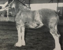 broodmare Solomon's Pearl (Clydesdale, 1979, from Footprint Royal Ideal)