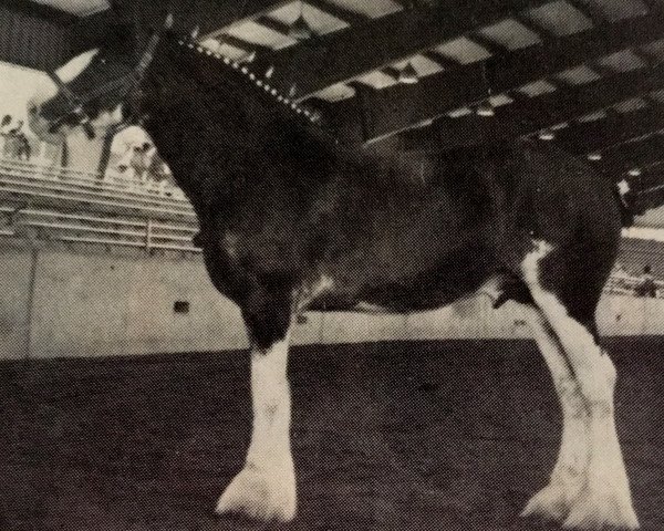 stallion Westgate Attraction (Clydesdale, 1983, from Benedictine Sensation)