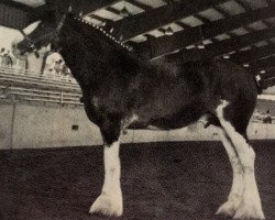 Deckhengst Westgate Attraction (Clydesdale, 1983, von Benedictine Sensation)