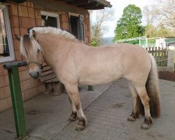 horse Oslo (Fjord Horse, 2013, from Optimist Halsnæs)