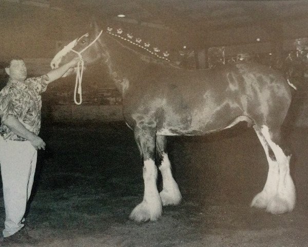 Zuchtstute Solomon's Paulette (Clydesdale, 1987, von Westgate Attraction)