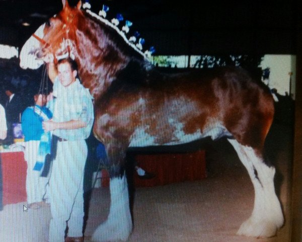 stallion Maplewood Levi (Clydesdale, 1988, from Solomon's Commodore)