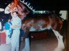 stallion Maplewood Levi (Clydesdale, 1988, from Solomon's Commodore)