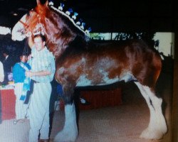 Deckhengst Maplewood Levi (Clydesdale, 1988, von Solomon's Commodore)