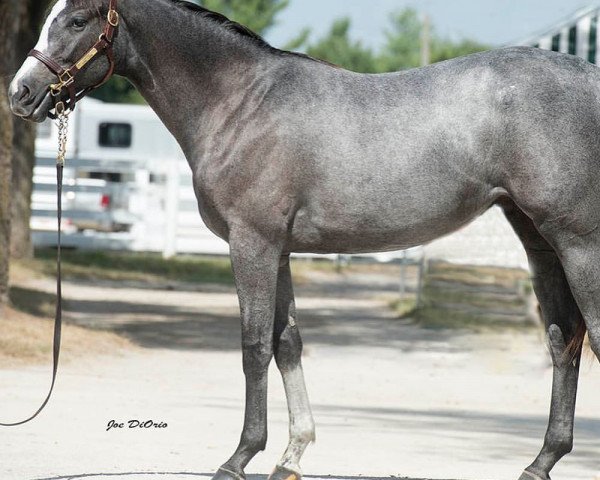 horse Stainless xx (Thoroughbred, 2015, from Flatter xx)