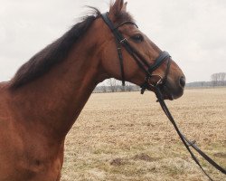 Springpferd Laurentino (Oldenburger, 2008, von Laureano)