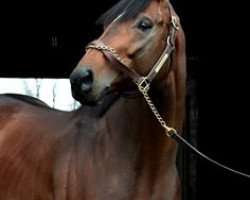 Pferd Effinex xx (Englisches Vollblut, 2011, von Mineshaft xx)