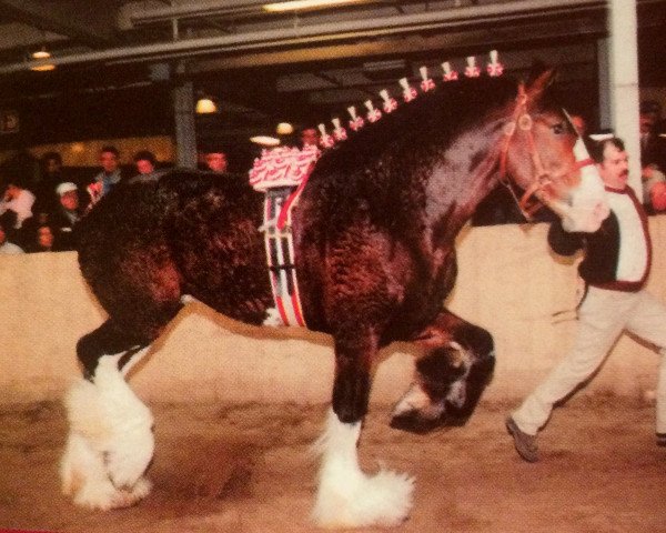 Deckhengst Solomon's Admiral (Clydesdale, 1998, von Cedarlane Duffy)