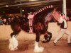 stallion Solomon's Admiral (Clydesdale, 1998, from Cedarlane Duffy)