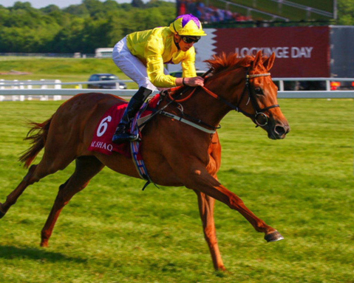 horse Sea of Class xx (Thoroughbred, 2015, from Sea The Stars xx)