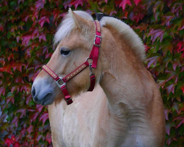 dressage horse Lehens Laskaya (Fjord Horse, 2019, from Irino)