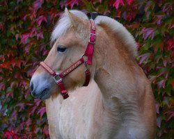 dressage horse Lehens Laskaya (Fjord Horse, 2019, from Irino)