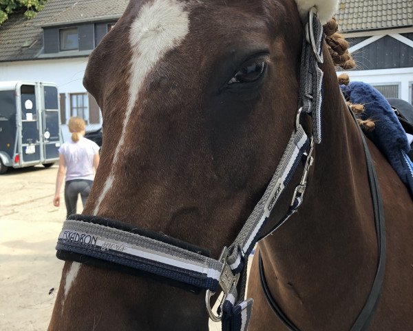 horse Orinoko (German Riding Pony, 2000, from Oosteinds Ricky)