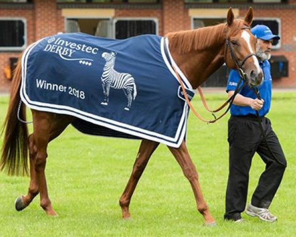 horse Masar xx (Thoroughbred, 2015, from New Approach xx)