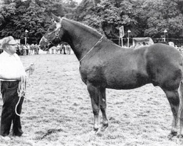 stallion Slievenamon (Irish Draft Horse, 1973, from Ballynoe Boy)