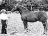 stallion Slievenamon (Irish Draft Horse, 1973, from Ballynoe Boy)