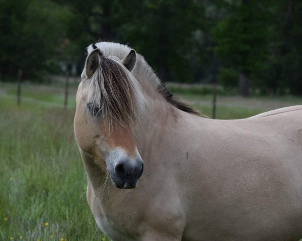 Zuchtstute Oriana van de Bilterhoeve (Fjordpferd, 2013, von Brijol)