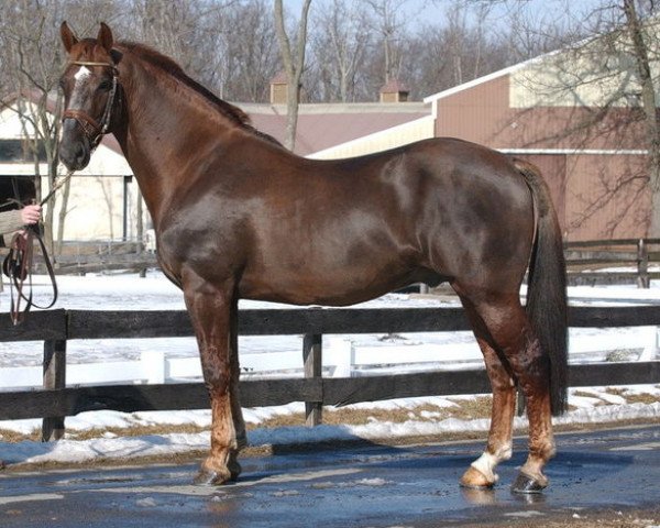 Deckhengst Snowford Bellman (Irish Draught Horse, 1990, von Slievenamon)