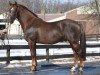 stallion Snowford Bellman (Irish Draft Horse, 1990, from Slievenamon)