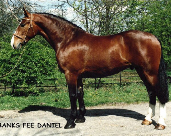 Deckhengst Banks Fee Daniel (Irish Draught Horse, 1987, von Skippy)